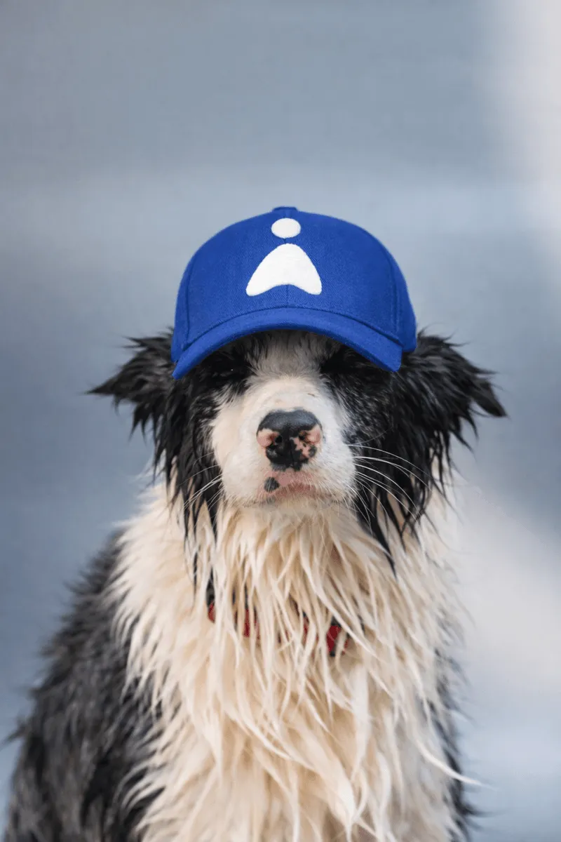 Boira, la border collie de Emotia Labs, con gorra azul